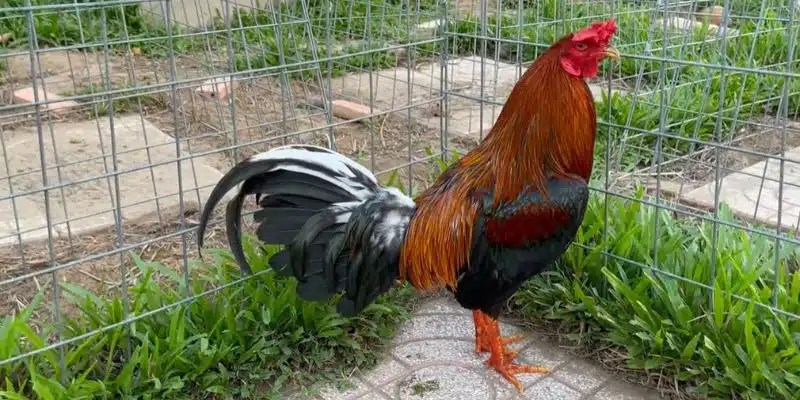 Chiến kê tham gia đá gà Thomo